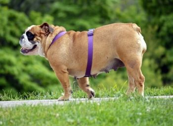 An English Bulldog