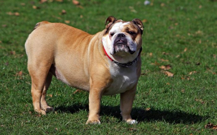 how much should you feed an english bulldog puppy