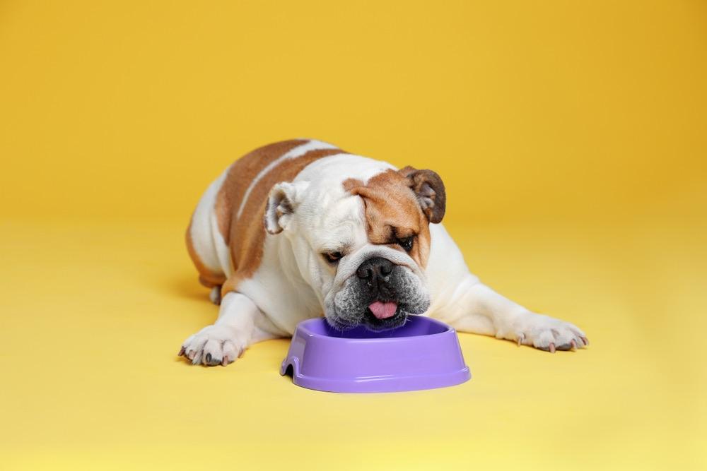 English Bulldog eating