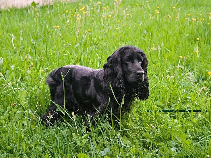 English Cocker Spaniel dog