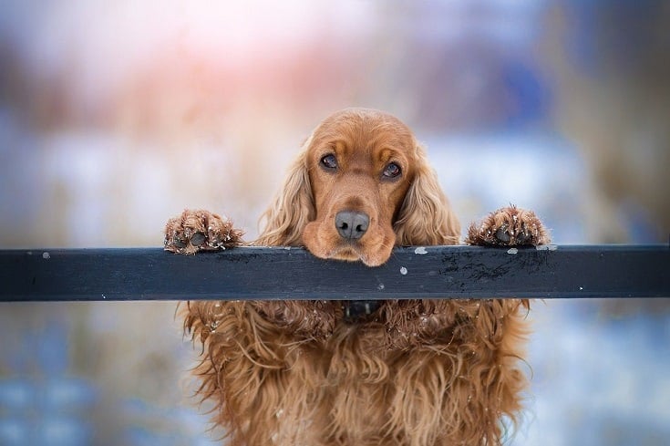 English Cocker Spaniel