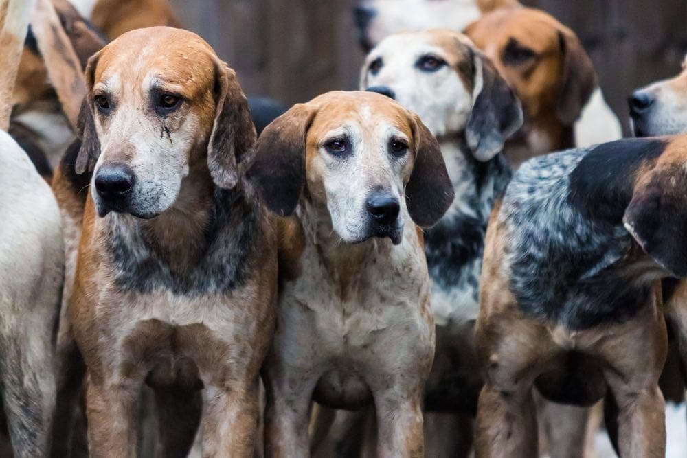 can english foxhounds be guard dogs