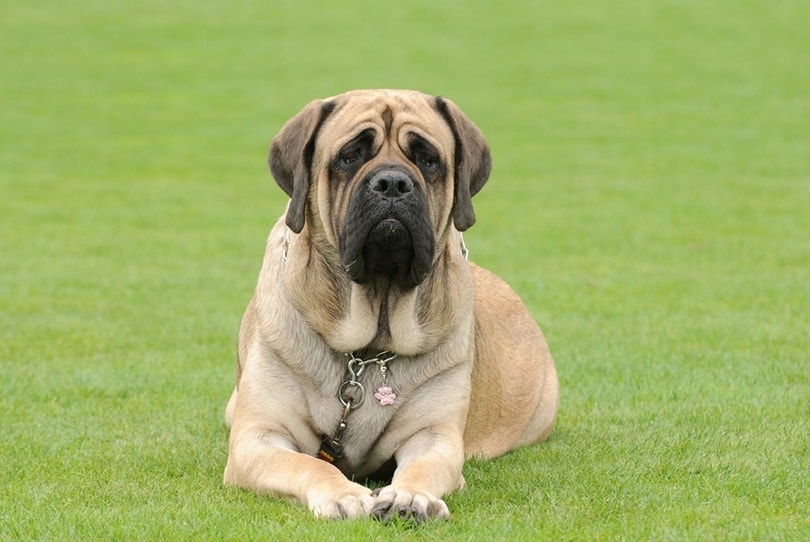 what is the best natural english mastiff chewable food