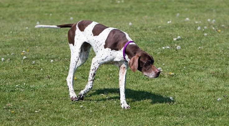 pheasant hunting dogs