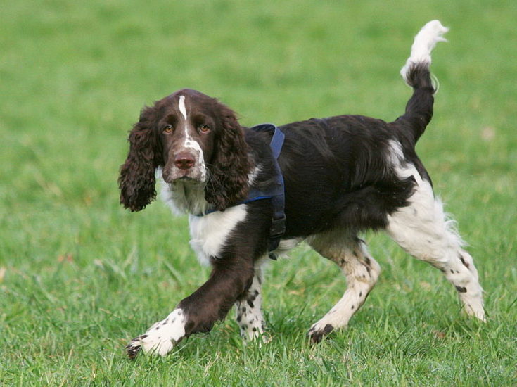 Working springer sales spaniel names