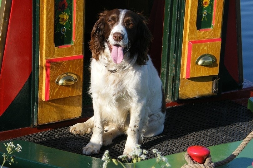 English Springer Spaniel