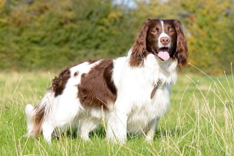 English Springer Spaniel standing in field