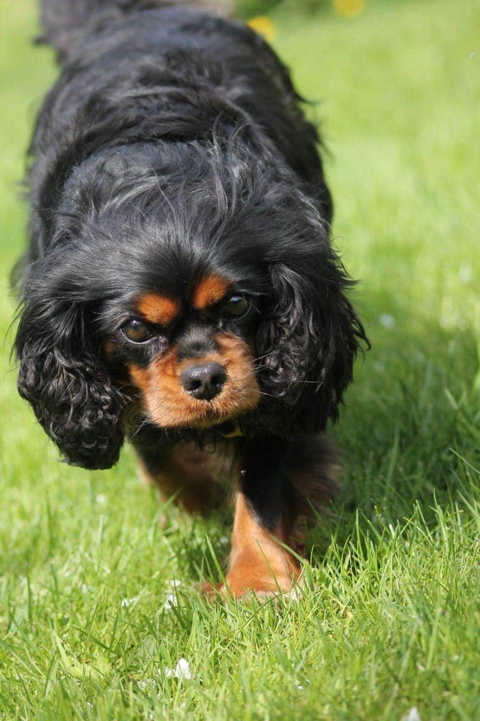 English Toy Spaniel