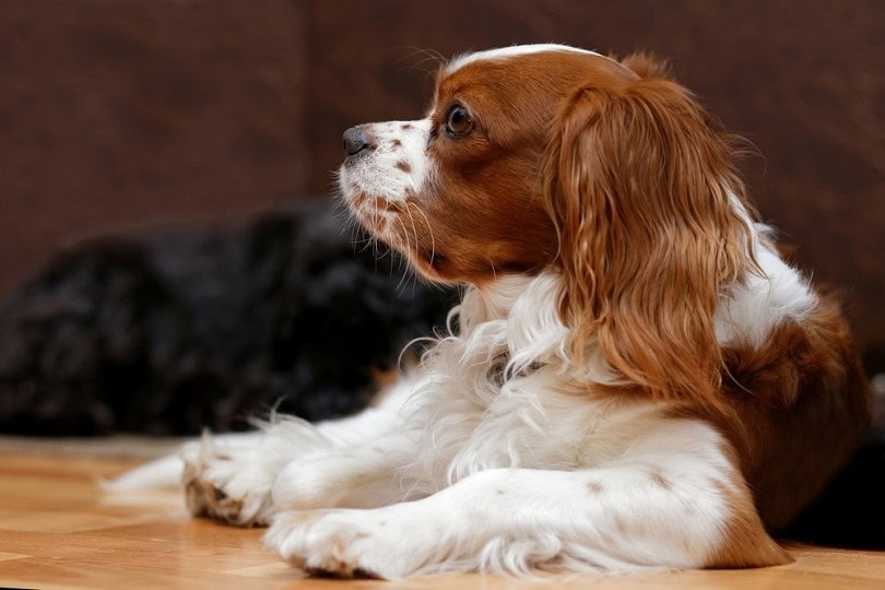 are english toy spaniel puppies lazy