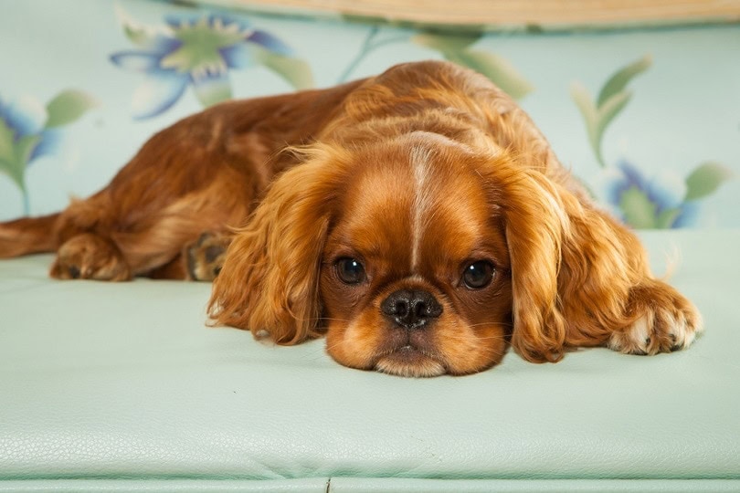 are english toy spaniel puppies lazy