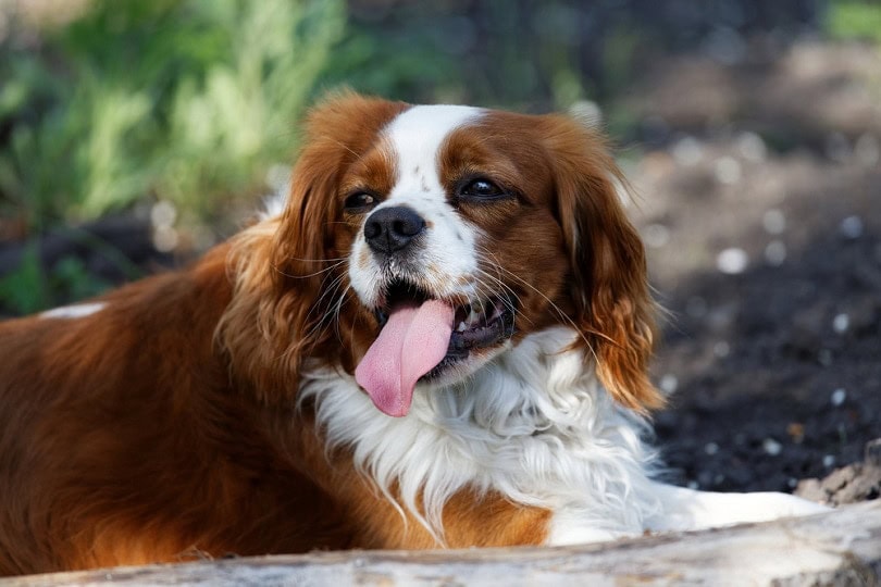 are english toy spaniel puppies lazy