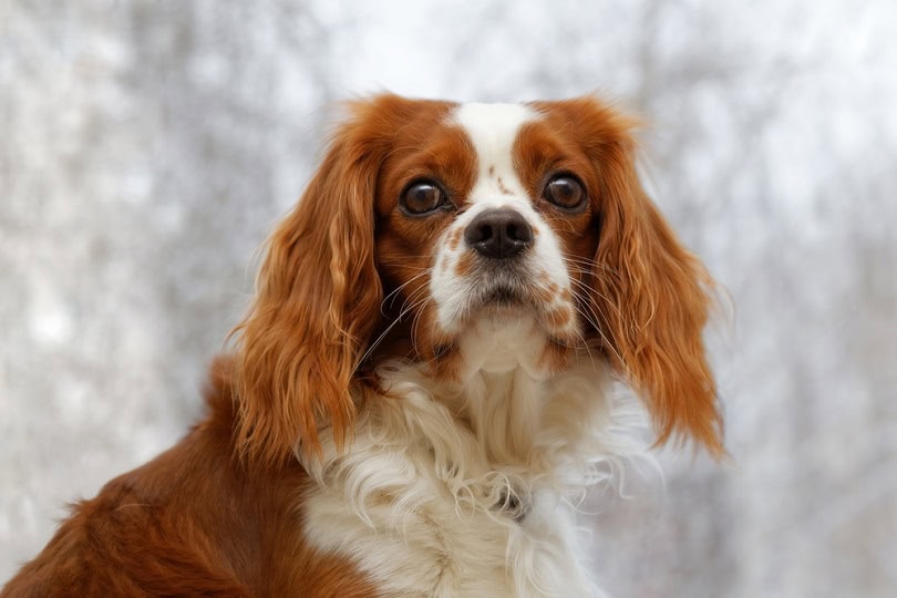 are english toy spaniel puppies lazy