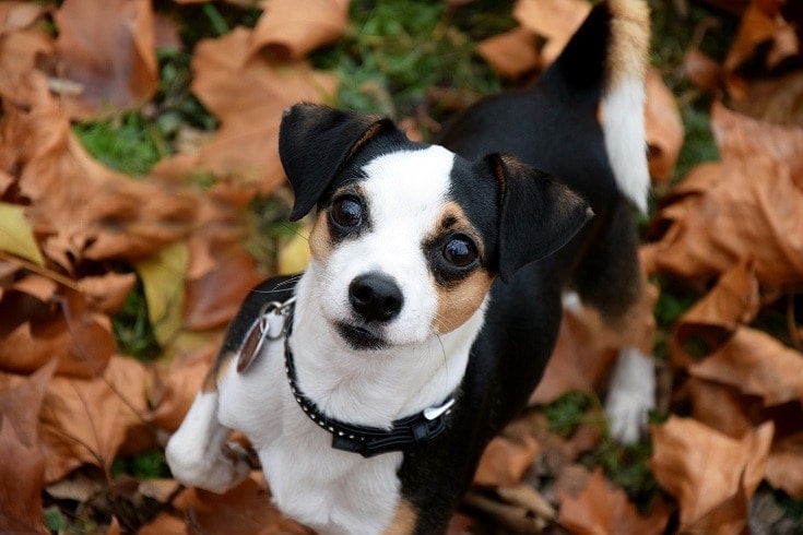 12 Dogs With Pointy Ears — Dog Breeds With Bat Ears