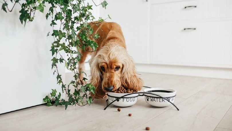 An English Cocker Spaniel dog eating food from a ceramic bowl