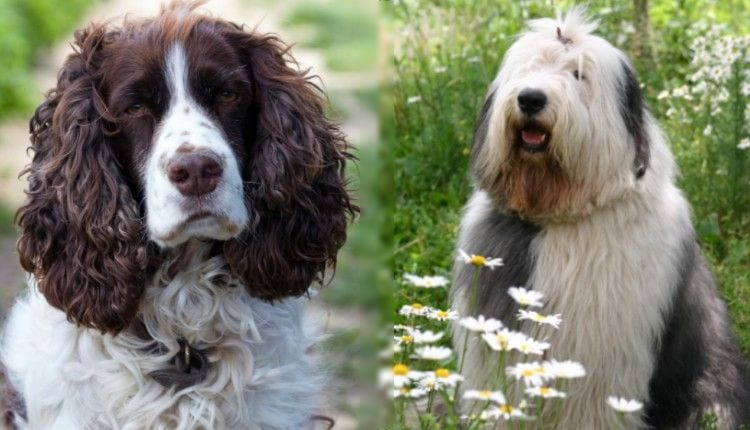 English spring spaniel and old english sheepdog_censored