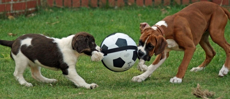 English springer spaniel và chó Boxer đang chơi_NewnardHouse_shutterstock
