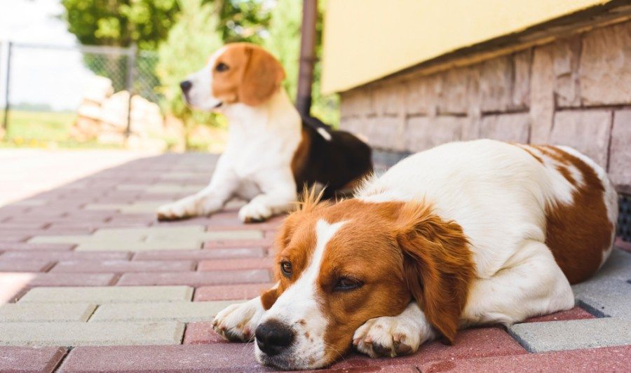 Epagneul Breton, Brittany Spaniel and Beagle dog