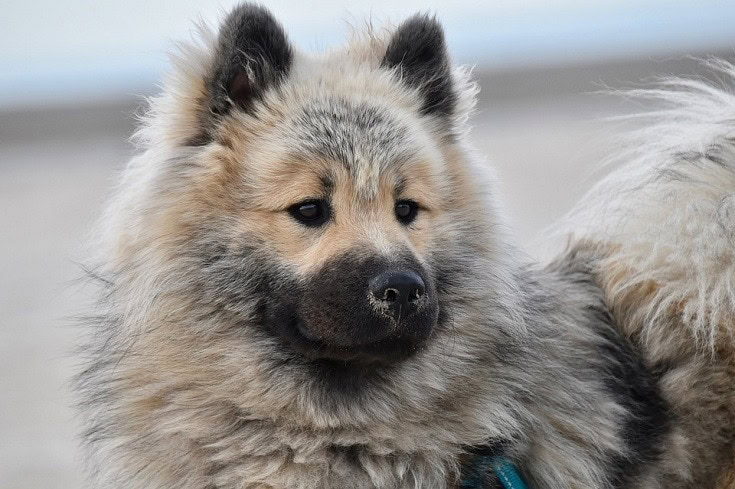 Eurasier Dog Light Colored