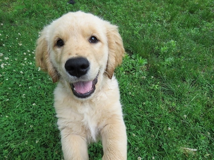 Excited Golden Retriever Puppy