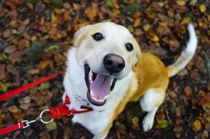 Excited dog