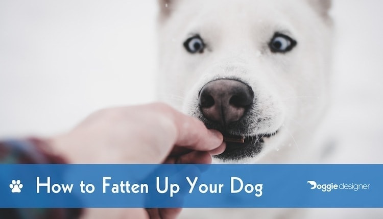 best way to fatten up a dog