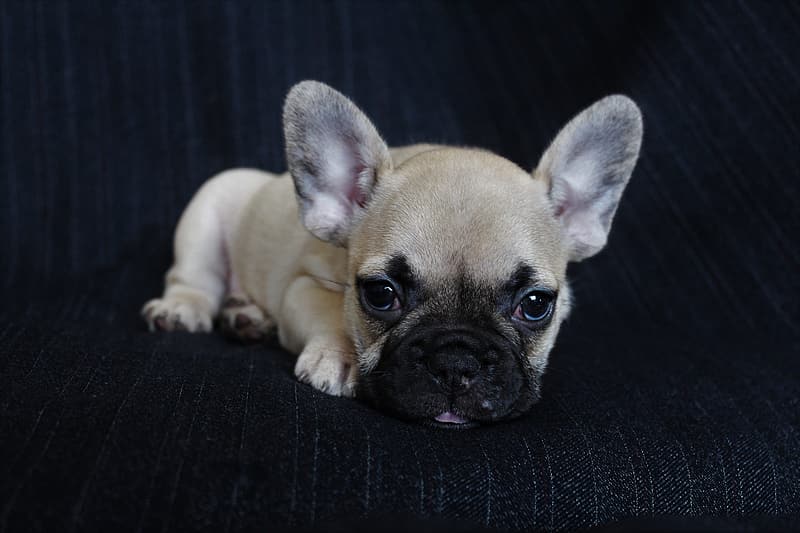 The Ultimate Guide to Different Types of French Bulldogs: Unveiling the ...