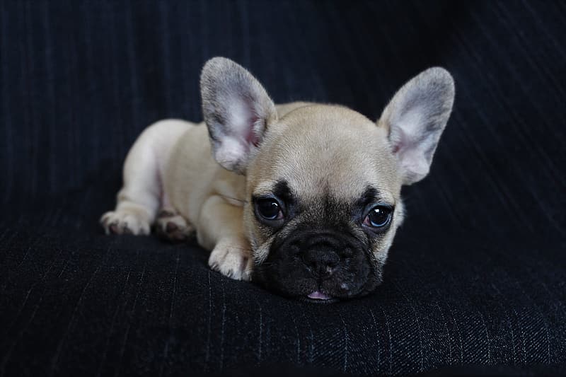 are french bulldogs born with pink noses