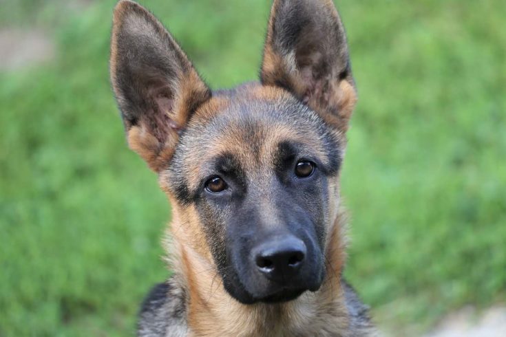 Female German Shepherd