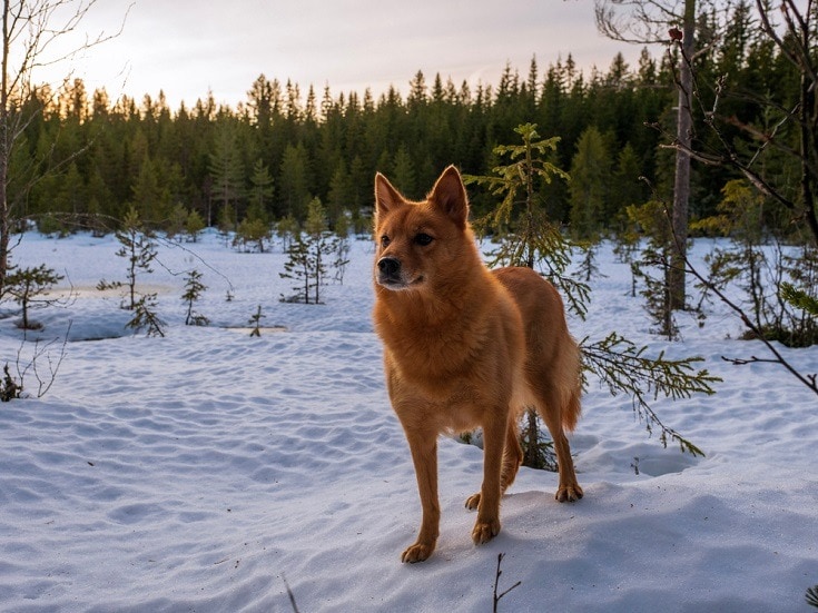 a dog breed that looks like a fox