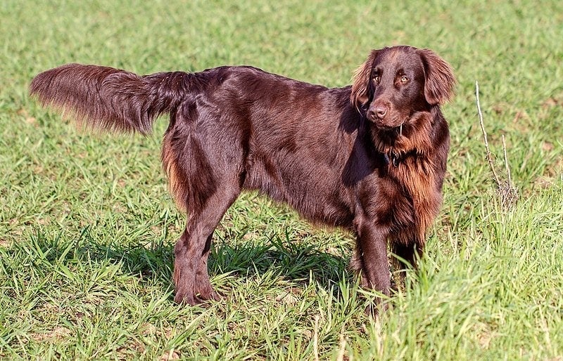 Flat-Coated Retriever