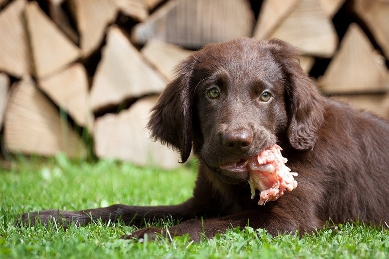 Flat Coated Retriever puppy eats a chicken carcass_phil stev_shutterstock