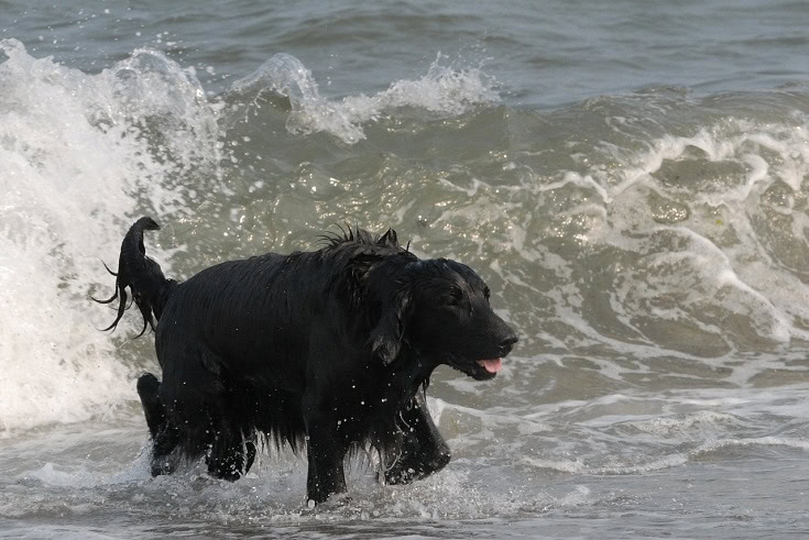 Flat coated retriever at the beach
