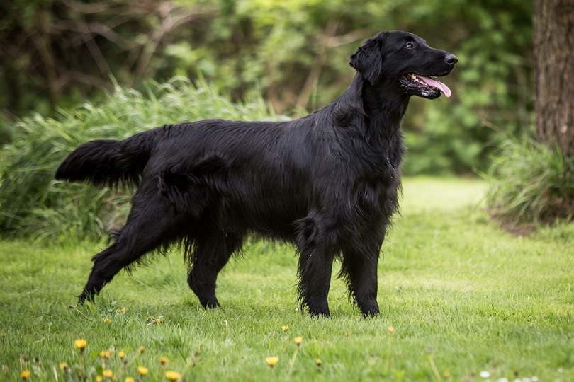 Forfalske indvirkning upassende 143 Fitting Names for Flat-Coated Retrievers: Ideas for Hunting Dogs |  Hepper