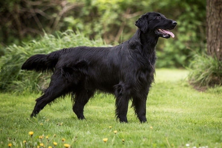 levering gentage attribut Flat-Coated Retriever Dog Breed Info: Pictures, Traits & Facts | Hepper