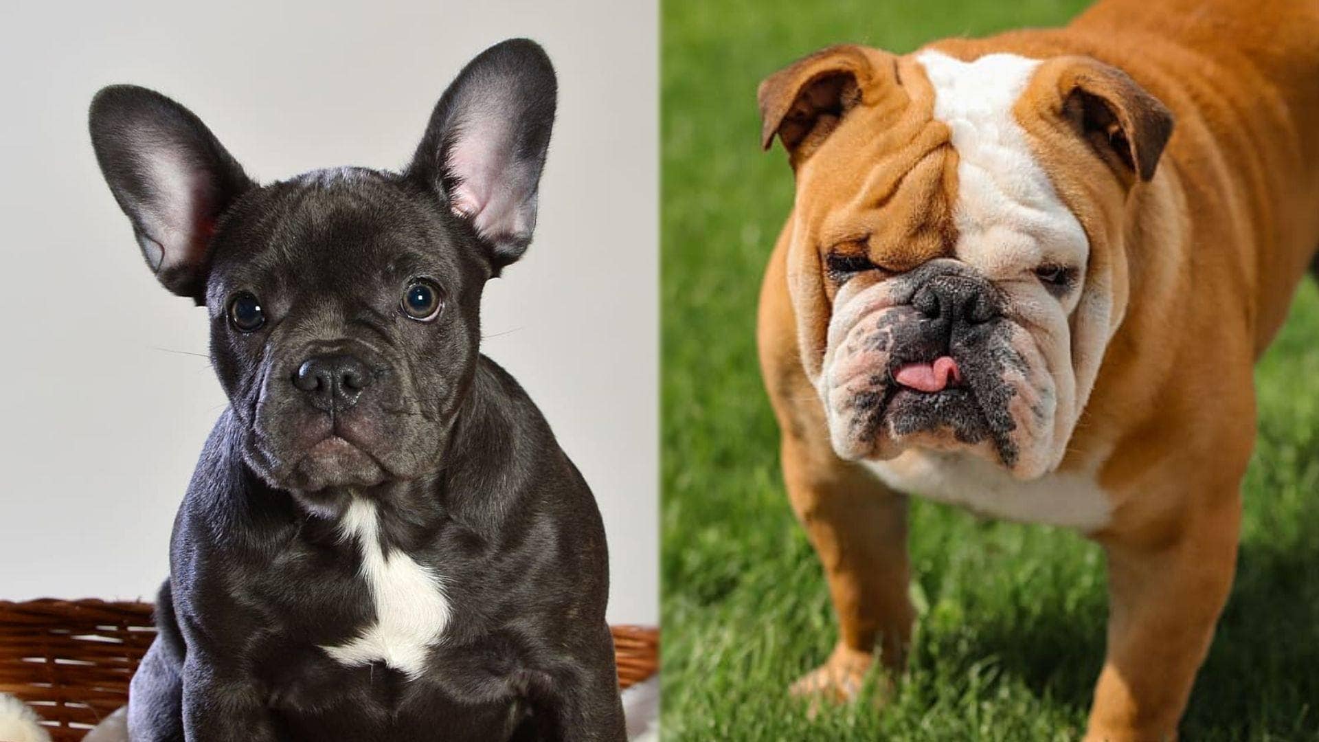 Free-Lance Bulldog - French Bulldog and Bulldog dog mix