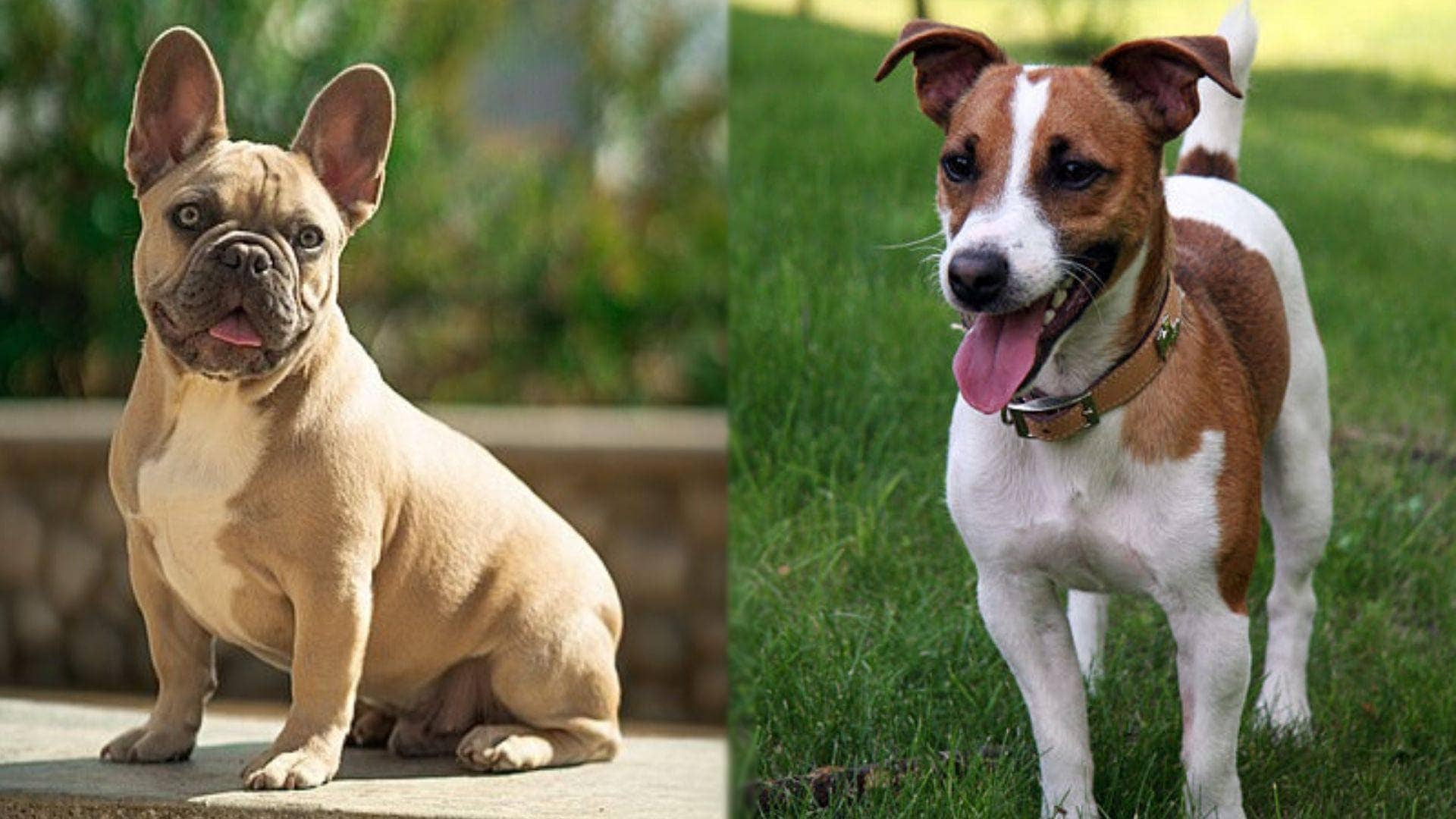 French Bull Jack - French Bulldog and Jack Russell dog mix