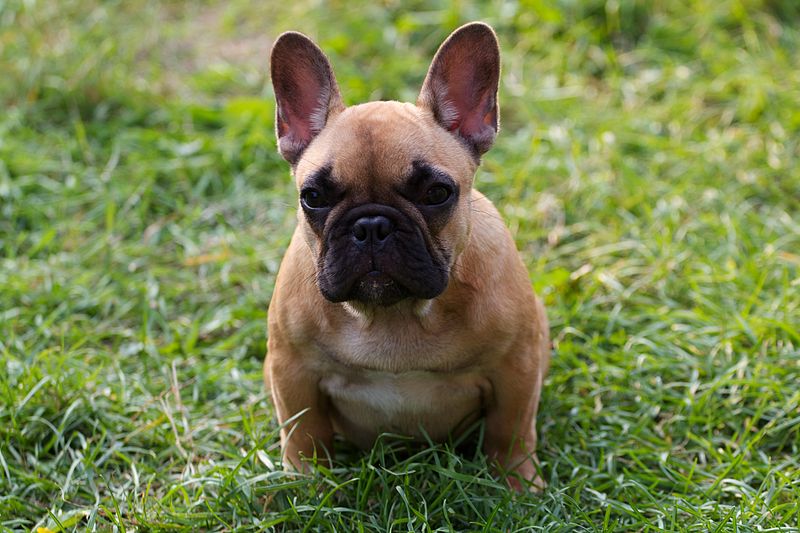 French Bulldog