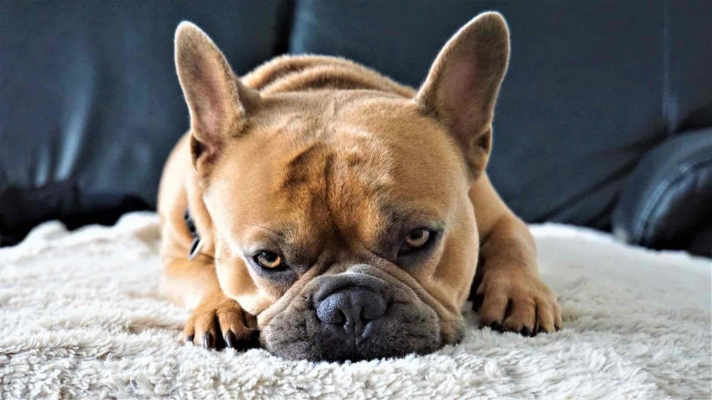 Dark Fawn French Bulldog lying down