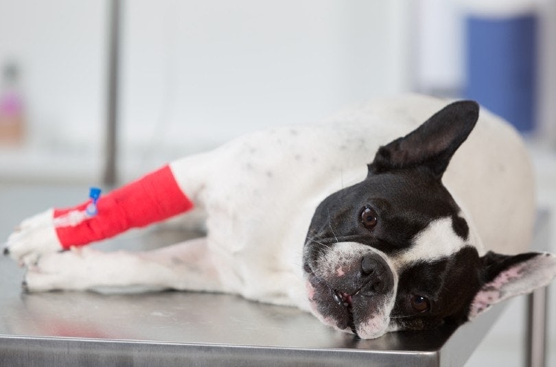 French Bulldog sick at vet