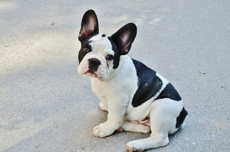 French Bulldog sitting on the pavement