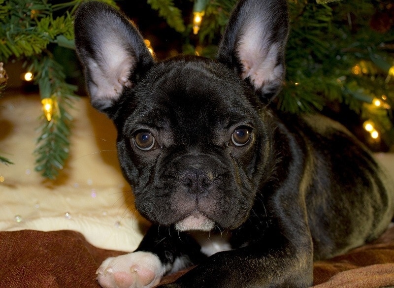French Bulldog under a Christmas Tree