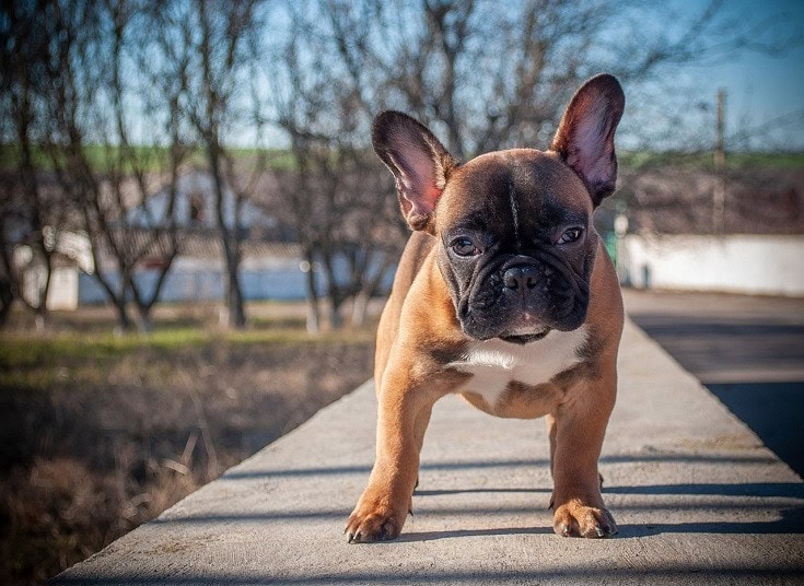 100+ French Bulldog Names: Ideas for Adorable & Stylish Dogs | Hepper