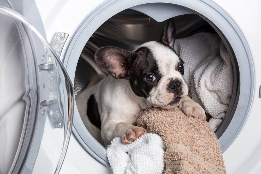 How to Remove Dog Hair From Your Washing Machine (6 Easy Steps!) | Hepper