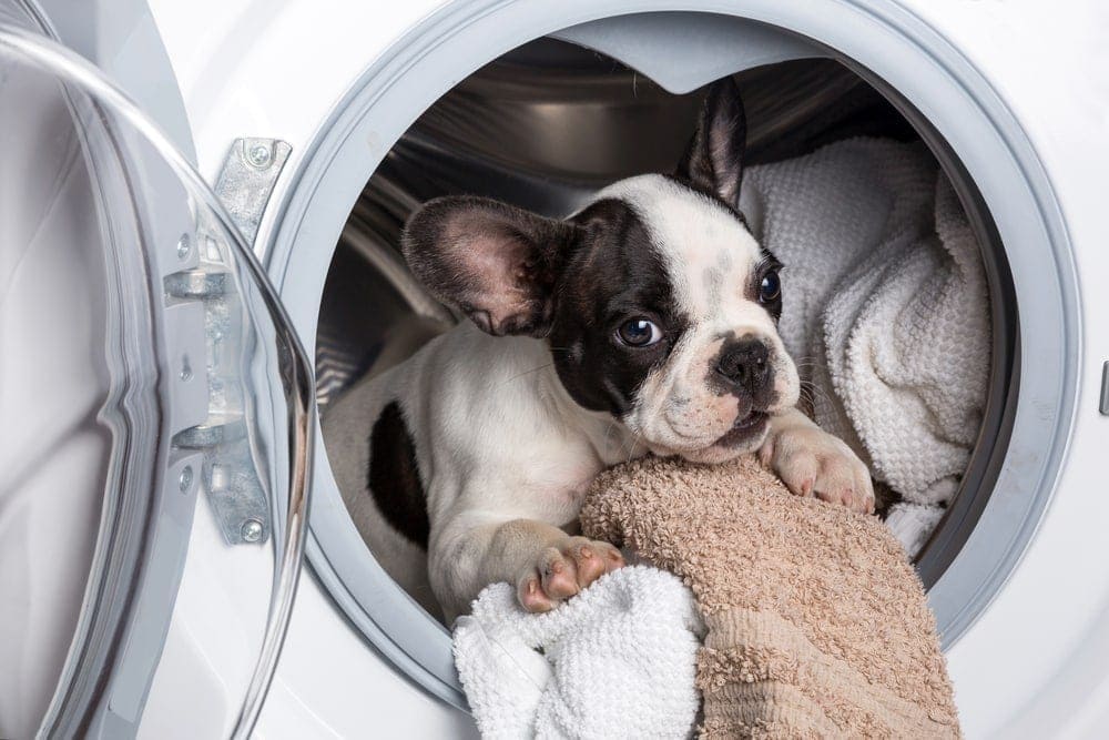 French bulldog puppy inside the washing machine