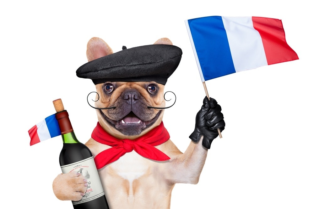 French dog with flag and wine