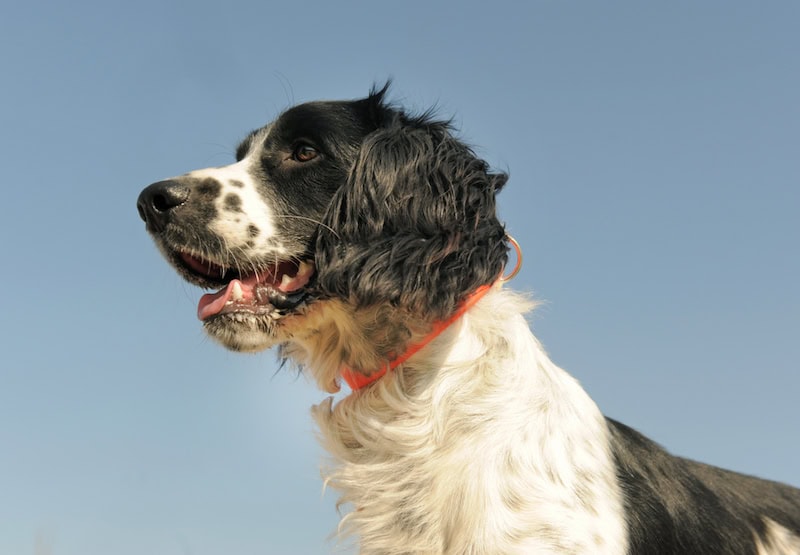 French spaniel dog