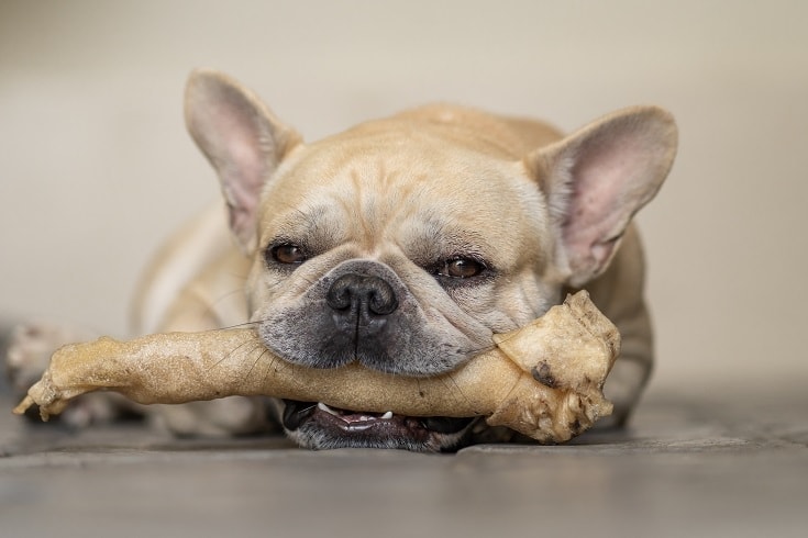 Frenchi with Rawhide