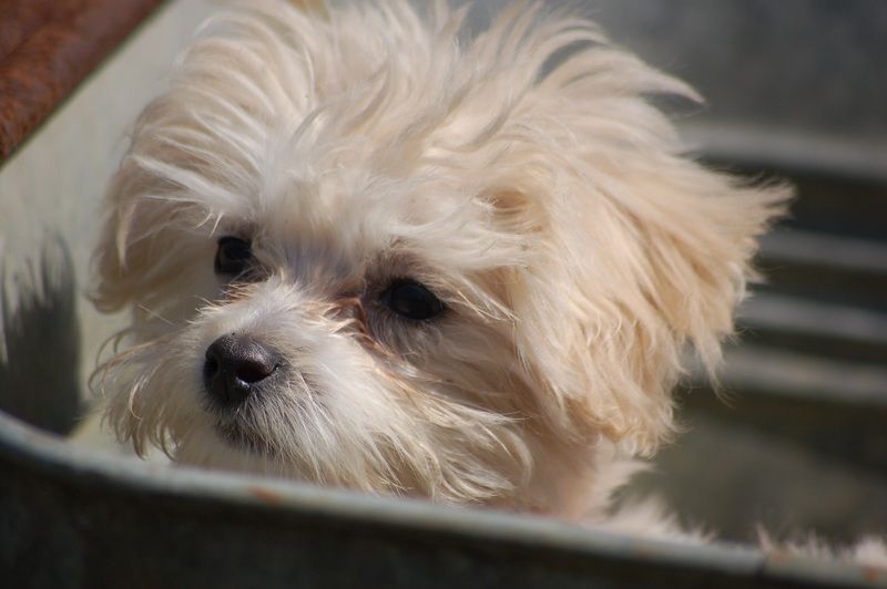 Frenchie Bichon mixed breed dog