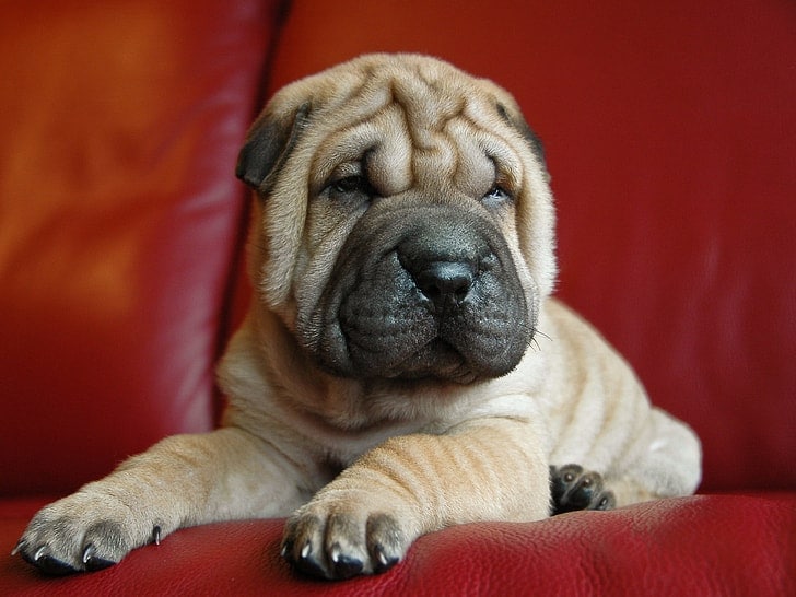 Frenchie Pei mixed breed puppy