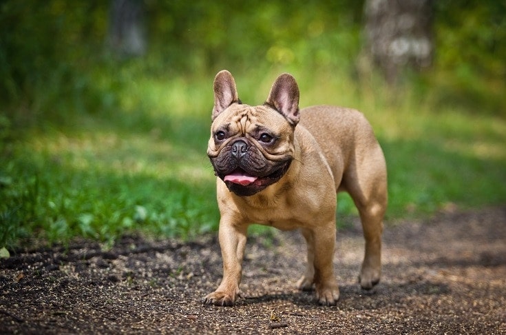 Frenchie_shutterstock_dezy